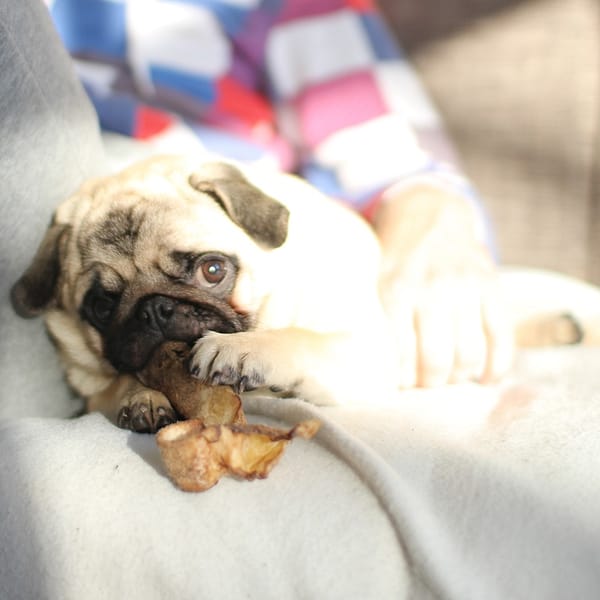 PUG CHUBSTER AMSTERDAM TESSTED 5 (8)