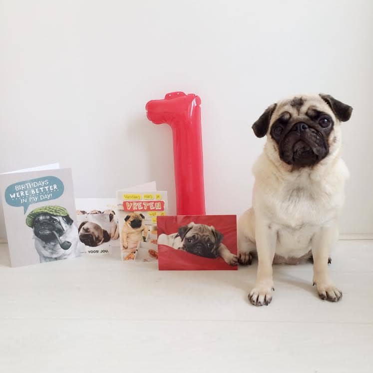 Chubster first birthday pug TESSTED (1)