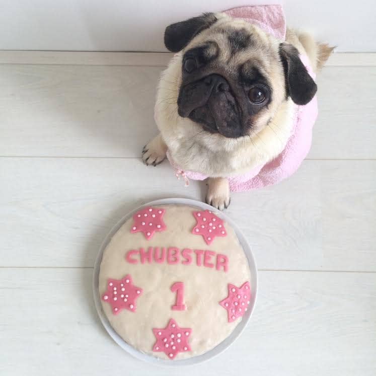 Chubster first birthday pug TESSTED (2)