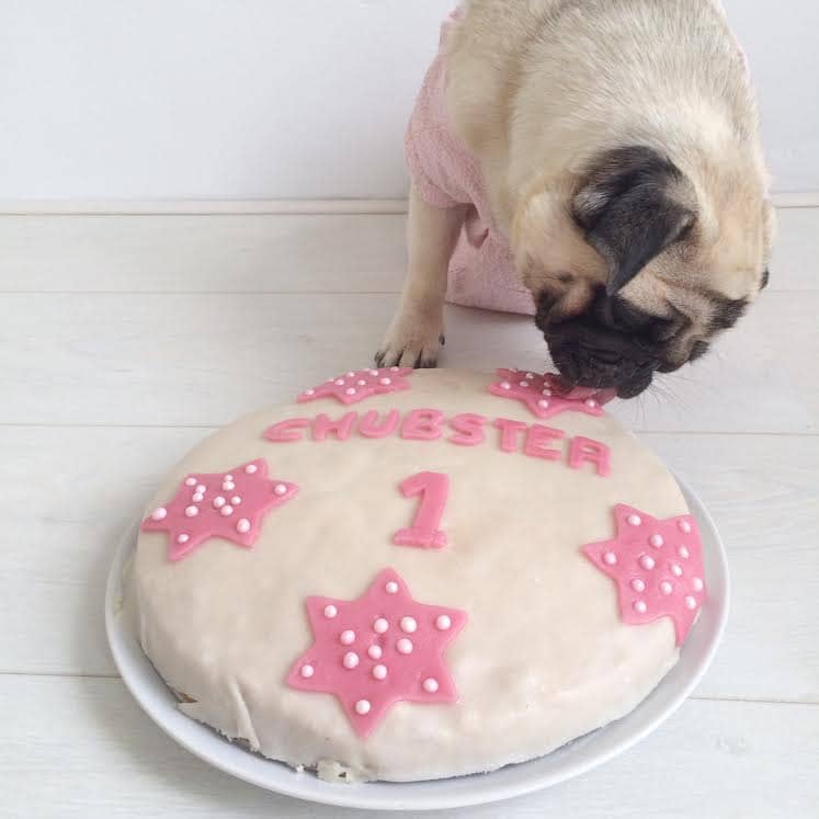 Chubster first birthday pug TESSTED (4)