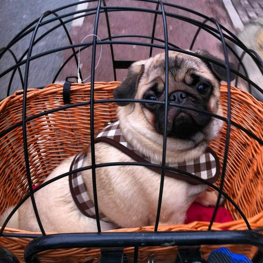 PUG CHUBSTER TESSTED AMSTERDAM 16-02 (6)