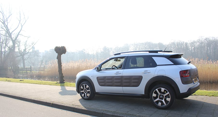 Scheveningen Love C4 Cactus (6)