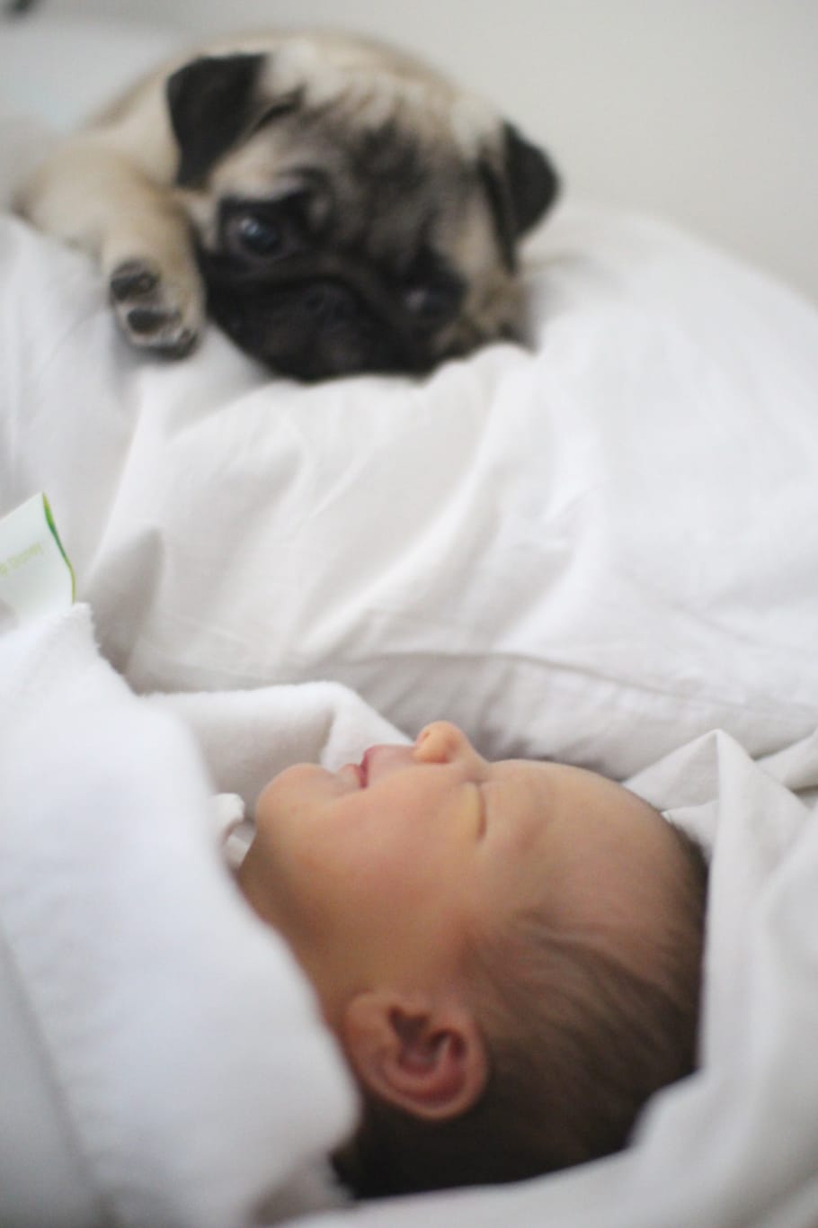 BABY PUG (3)