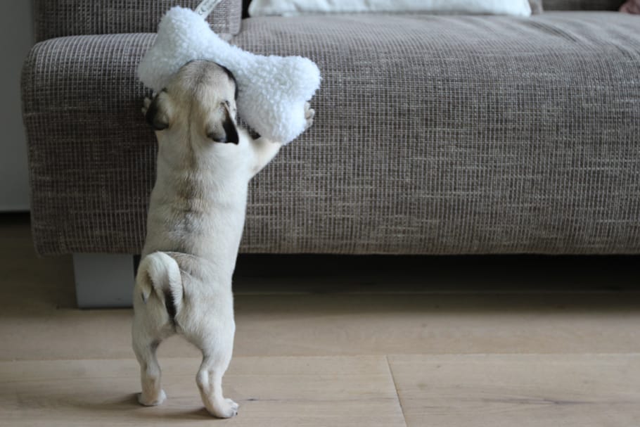 STANDING TALL CHUBSTER THE PUG TESSTED