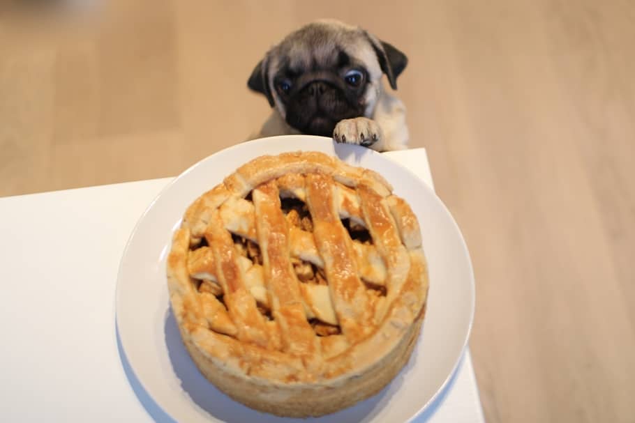 APPLE PIE PUG CHUBSTER TESSTED (1)