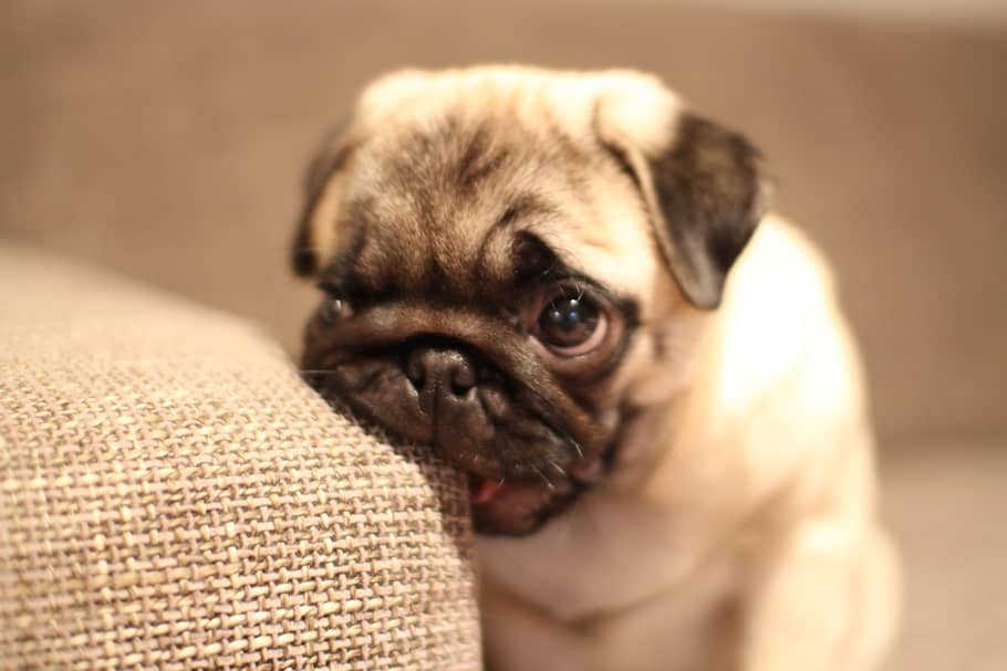 Chubster Pug Couch (2)