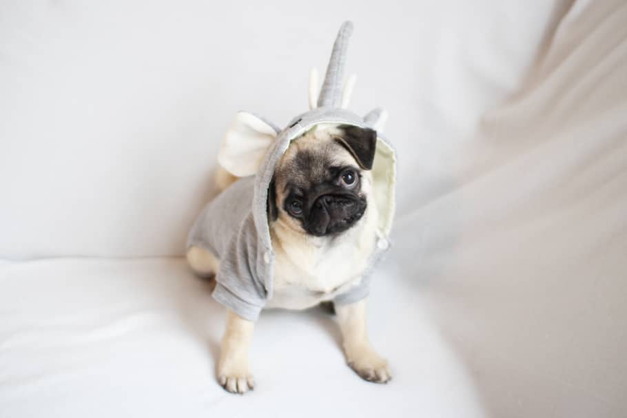 PUG ELEPHANT TESSTED