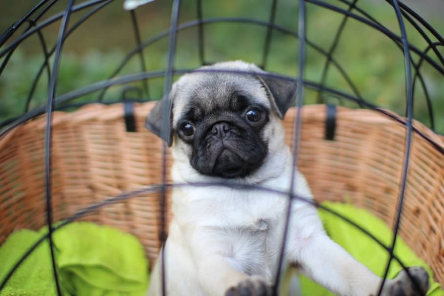 PUG IN BIKE BASKET