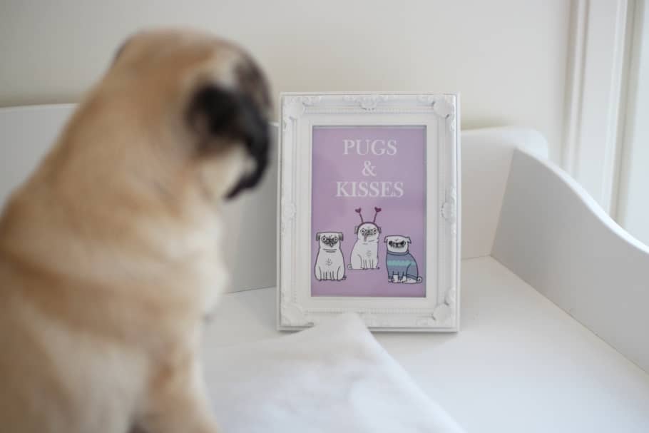 PUGS AND KISSES SM