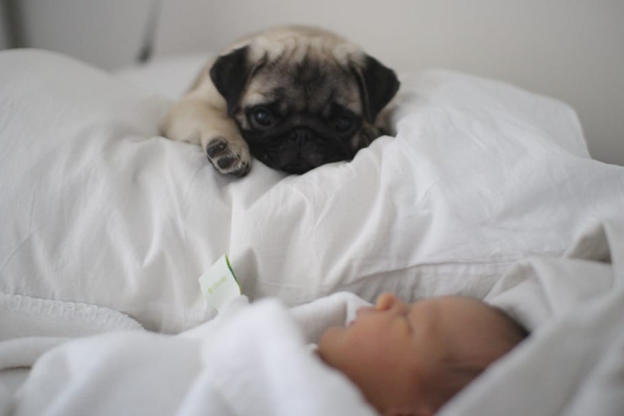 BABY PUG (2)