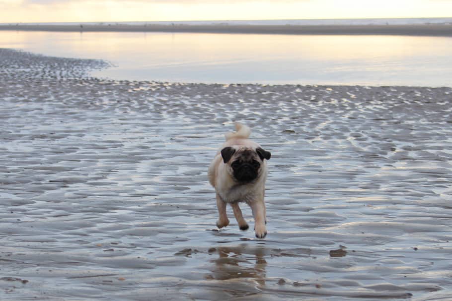 PUG BEACH SM