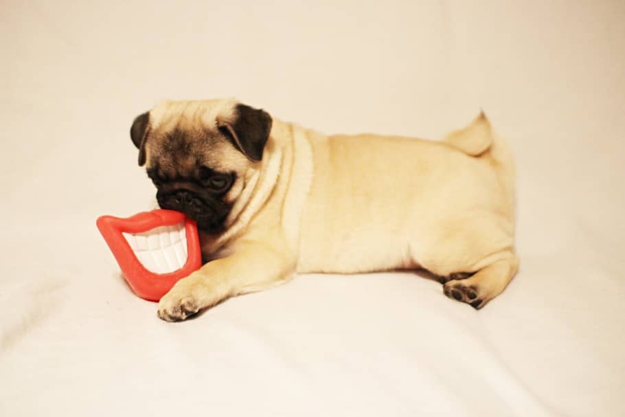 PUG PICTURES TESSTED (2)