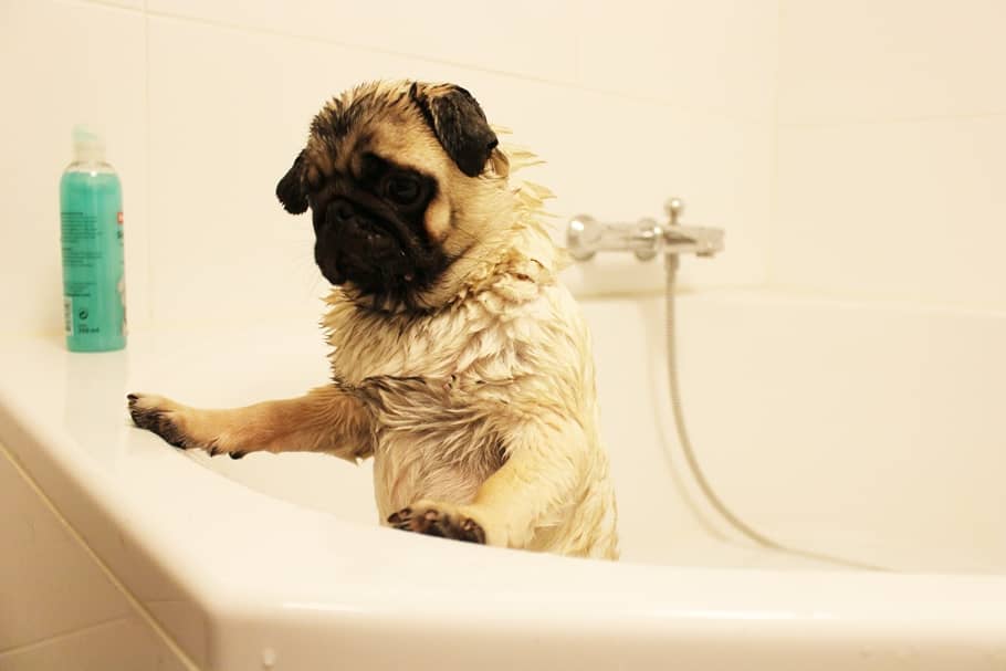 PUG PICTURES TESSTED (3)