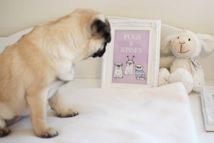 PUGS AND KISSES 2 SM