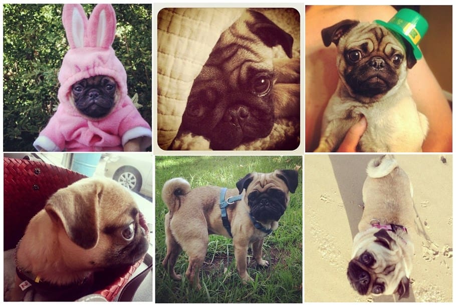 Fashion Dog Tessted - sm