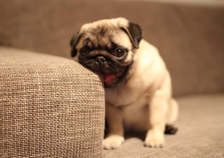 Chubster Pug Couch (1)