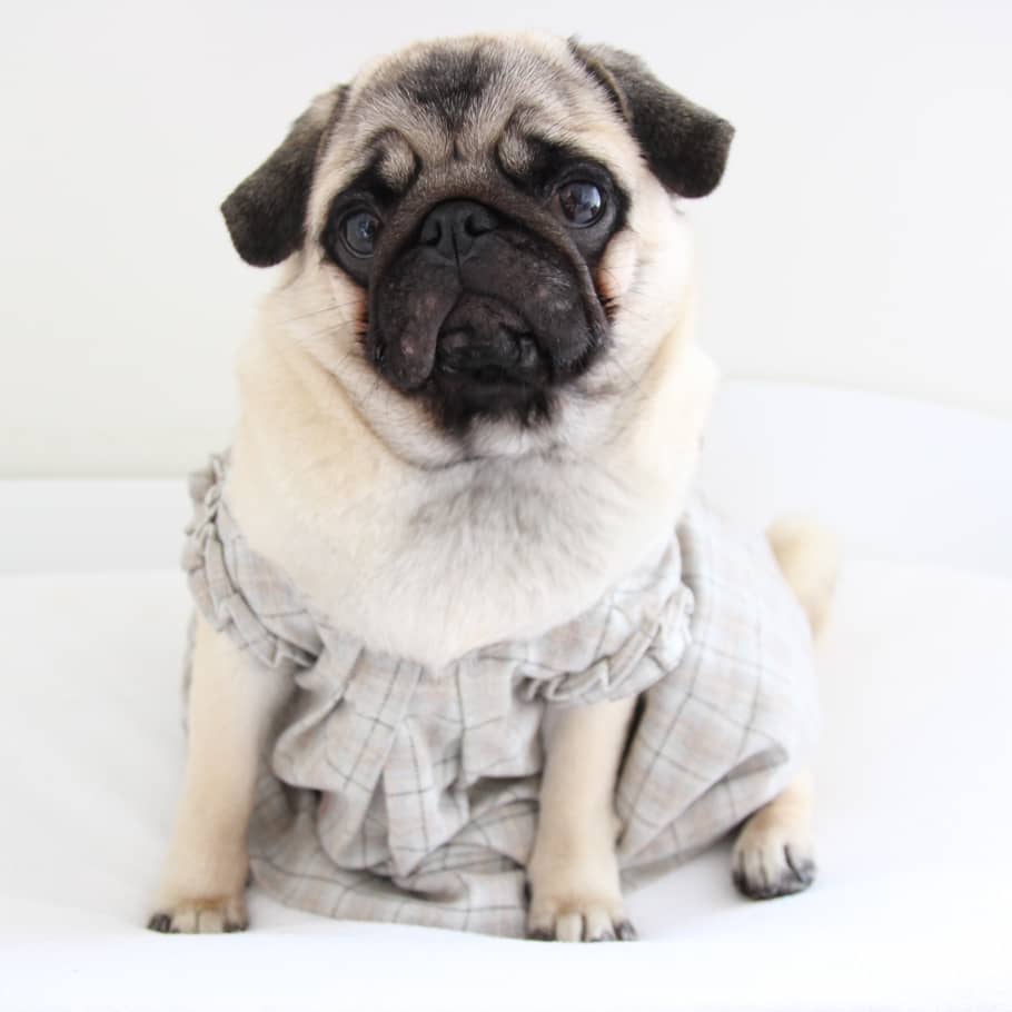 PUG AMSTERDAM CHUBSTER TESSTED #8 (8)
