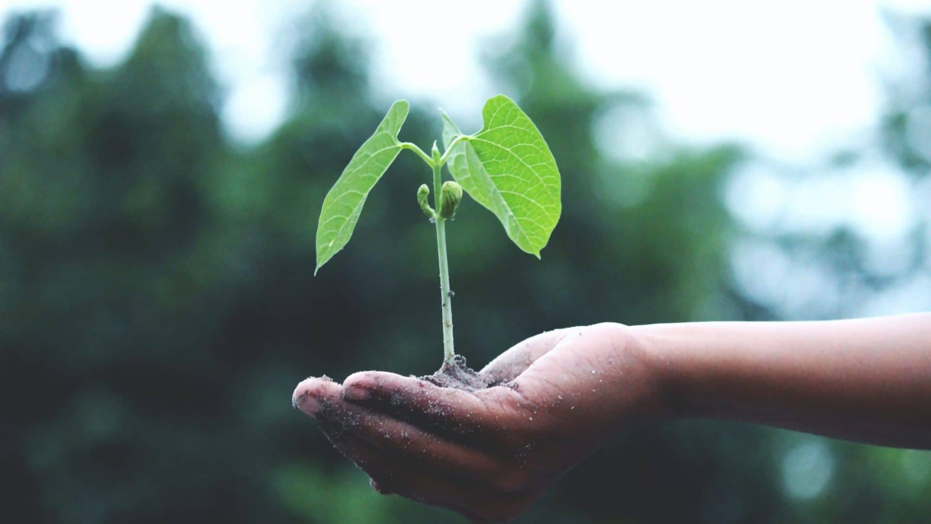person-holding-a-green-plant-1072824