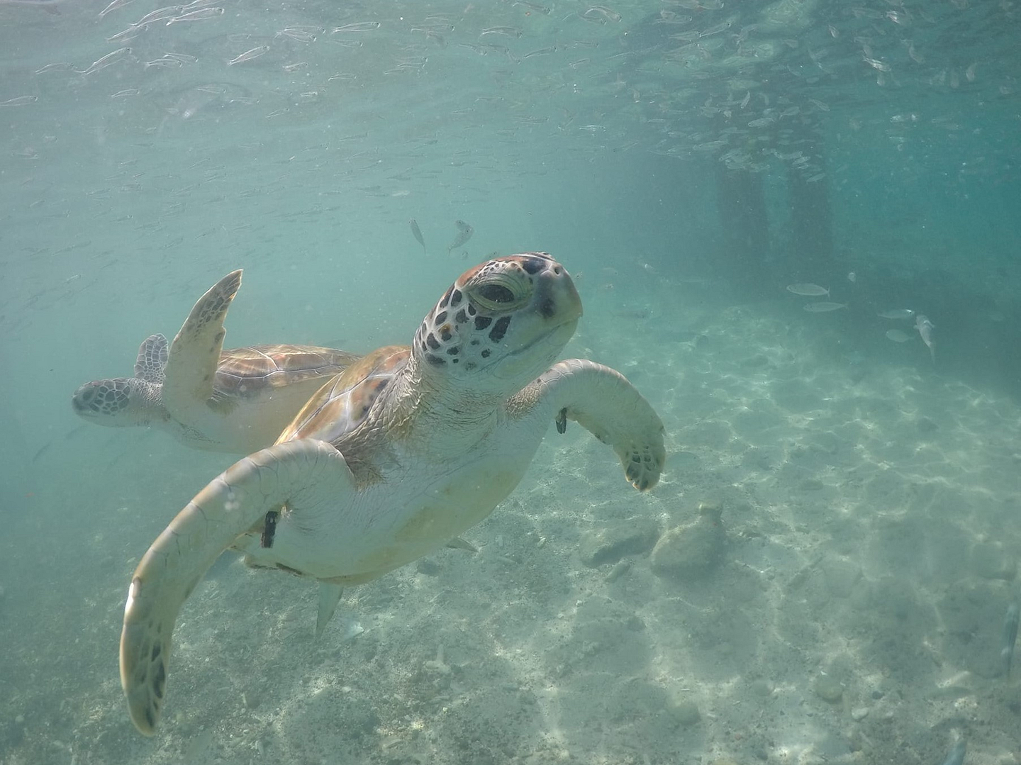 Snorkel met schildpadden op Playa Grandi