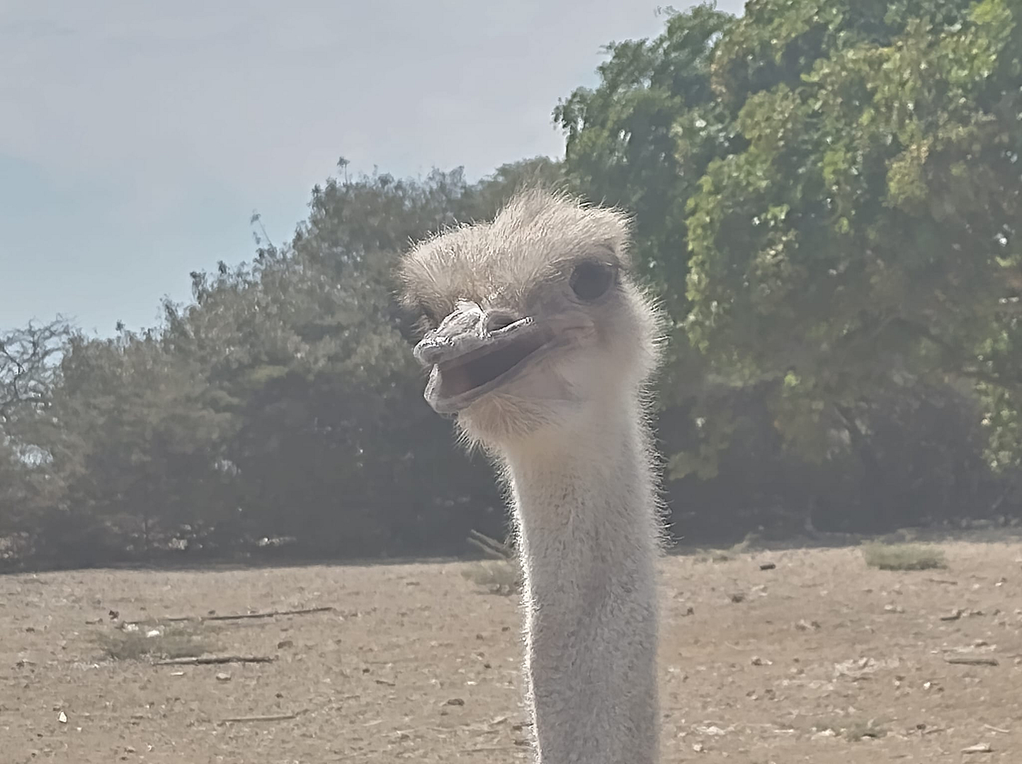 Curacao Ostrich Farm