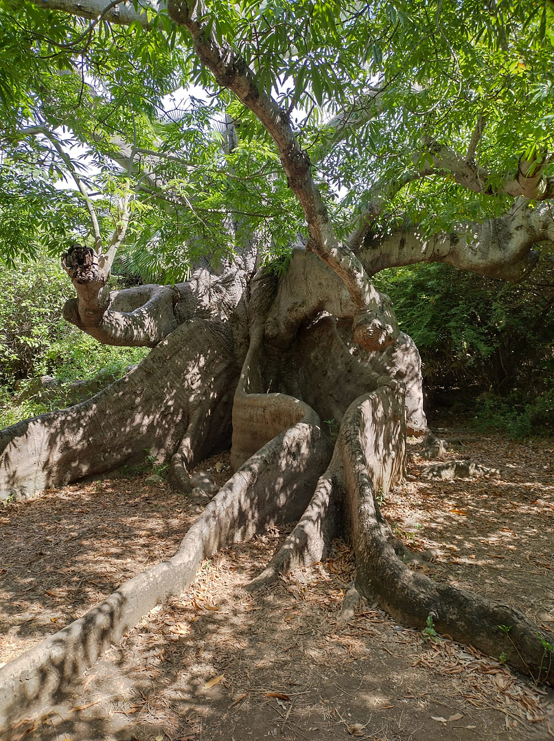 Natuurpark Hófi Pastor met de Kapok boom